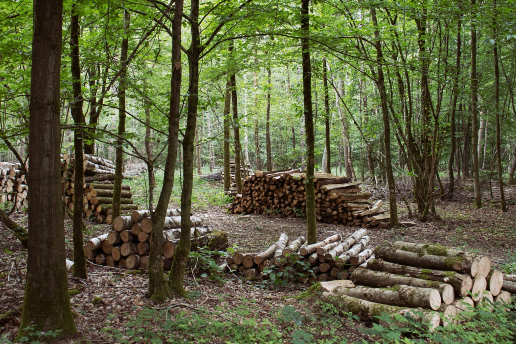 Gestapeld stamhout na dunningswerk in het bos