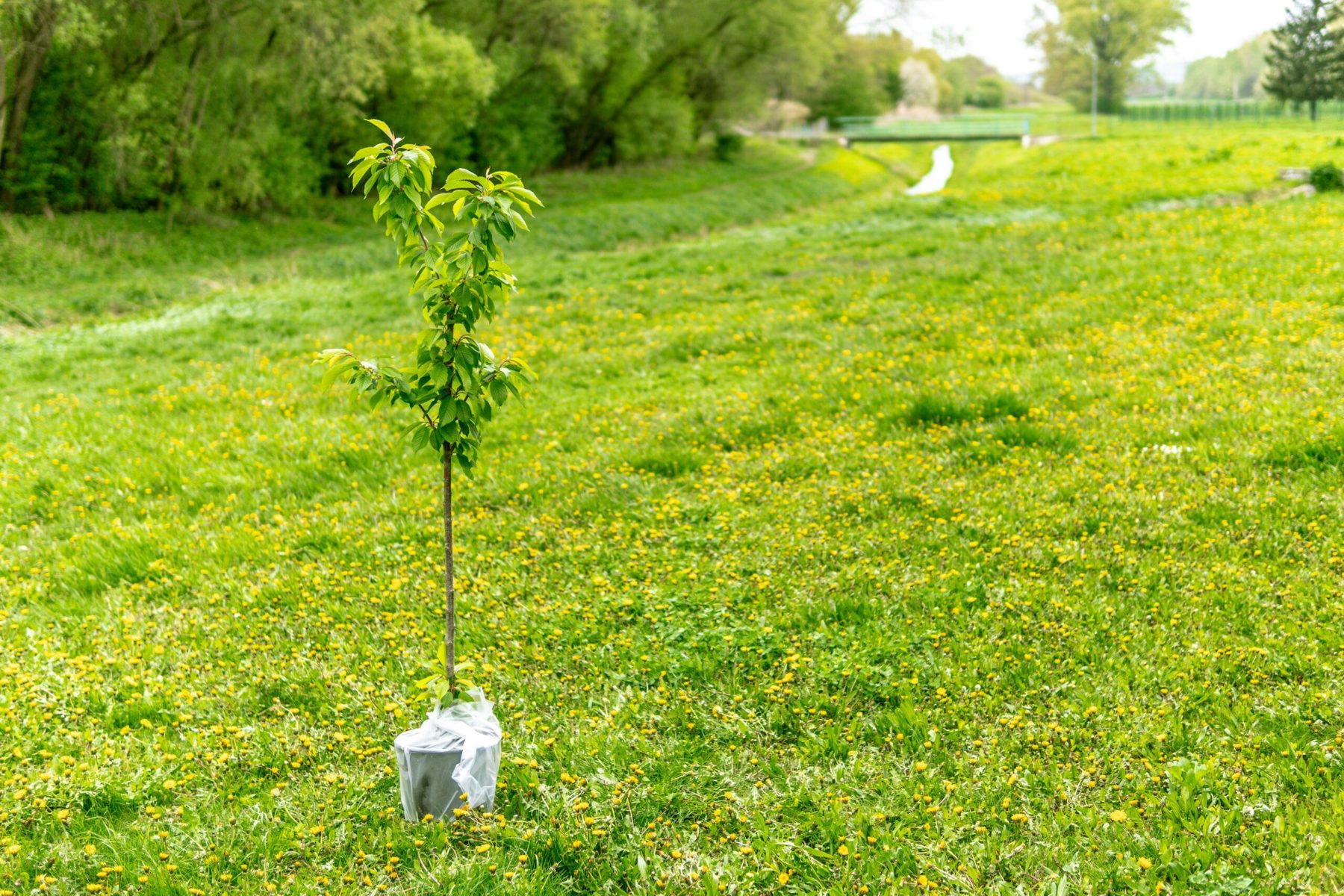 Jonge geplante boom met boomband in een grasveld